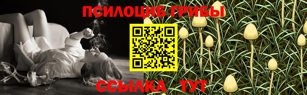 Искитим  Галлюциногенные грибы Cubensis  Вход с VPN 